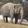 L'éléphante Lucy du zoo d'Edmonton (21 mars 2023).