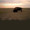 Les Wigness font l’élevage du bison, une espèce essentielle pour la sauvegarde de l’écosystème des prairies.