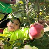 Un jeune garçon tire la langue en cueillant une pomme.
