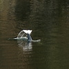 L'épaulard orphelin plonge dans le lagon à Zeballos, le 13 avril 2024.
