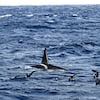 Un épaulard et des oiseaux à la surface de l'océan pacifique. 