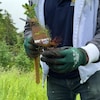 Un homme tient dans sa main un petit outil pour planter un arbre ainsi qu'un plant d'épinette rouge. Il est dans la nature. 