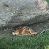 Un faon couché dans l'herbe, adossé à un rocher.