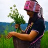 Une femme jette des semences dans un champ.