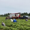 Des travailleurs étrangers cueillent des fraises dans les champs de la Ferme Bourdages Tradition.