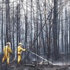 Deux pompiers dans une forêt ravagée arrosent le sol. 