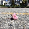 Une fleur rose en train de sécher sur une route.