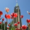 La photo présente des tulipes rouges en avant-plan et la tour du Parlement d'Ottawa en arrière-plan.