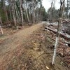 De jeunes arbres et arbustes récemment plantés avec des protecteurs blancs à leur pied se trouvent le long d’un sentier menant à la forêt Pinhey, près du chemin Slack, le vendredi 25 novembre 2022.