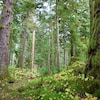 Une forêt pluviale avec les arbres et le sol recouverts de mousse, près de Klemtu, en Colombie-Britannique, en octobre 2022. 