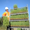 Un employé s'apprête à planter des petits plants de conifères sur un site de reboisement en périphérie de Rouyn-Noranda.