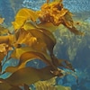 Une grande branche d'algue varech sous l'eau 