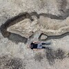 Un homme se tient couché près du fossile d’un Temnodontosaurus trigonodon. 