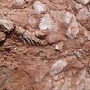 Photo du fossile dans la roche et la boue.