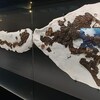 Un fossile de requin dans un espace vitré.