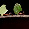 Deux fourmis coupe-feuille.