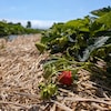 Un rang de fraises dans un champ. Au premier pan, on voit des fraises blanches et une fraises rouge.