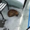 Un chien couché dans un abri d'autobus à Regina