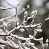 Branches sous la neige.
