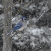 Un geai bleu sur une branche sous la neige.