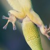 Gros plan sur les pattes d'un gecko s'accrochant à une surface de verre.