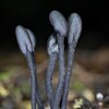 Gros plan sur un groupe de champignons noirs.