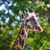 Une girafe tendant son long cou.