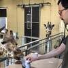 Alvaro Lopez Caicoya donne à manger à une girafe dans une cage.