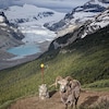 Un mouflon est debout sur une montagne avec en arrière plan le champ de glace Saskatchewan, en Alberta