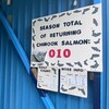 Une affiche montre qu'un nombre total de 10 saumons chinook a traversé la passe migratoire de Whitehorse cette saison, le mercredi 10 août 2022.