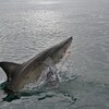 Un grand requin blanc.