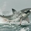 Un grand requin blanc saute hors de l'eau pour manger un phoque.
