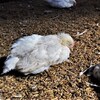 Poulets morts.