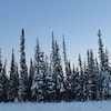 Une rangée de conifères sous la neige.