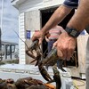 Les pêcheurs de homard reçoivent environ 4,50 $ à 5 $ la livre, dans le sud-est du Nouveau-Brunswick, moins d'une semaine après le début de la saison de pêche.