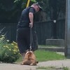Un homme de dos tirant en laisse un chien qui refuse d'avancer.