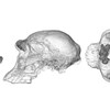 Vue du crâne et des sinus du spécimen D4500, attribué à Homo erectus ou Homo georgicus.