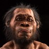 Reconstitution artistique de la tête d'un Homo naledi.