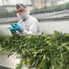 Un employé d'Hexo manipule des plants de cannabis.