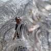 Un migrant traverse une barrière de barbelés.