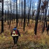 Un homme marche dans une forêt après un incendie.