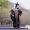 Un cornac monte son éléphant le long d'une rue par une chaude journée d'été à Jaipur le 30 mai 2024.
