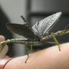 Un insecte avec camouflage de branche feuillue sur le bras d'un homme.