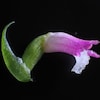 Une fleur de la Spiranthes hachijoensis.