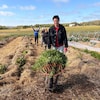 Cette année, la récolte a permis d’engranger plus de 1300 kilogrammes de légumes.