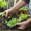 Un homme jardine, il plante de jeunes pousses, dont de la laitue, dans la terre.