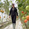 Une femme marche dans une rangée de tomates dans une serre.