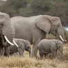 Des éléphants dans la brousse au Kenya.