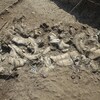 Un squelette fossilisé d'hippopotame et des artefacts ldowan associés sur le site de Nyayanga.