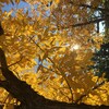 Un arbre avec ses feuilles jaunes.